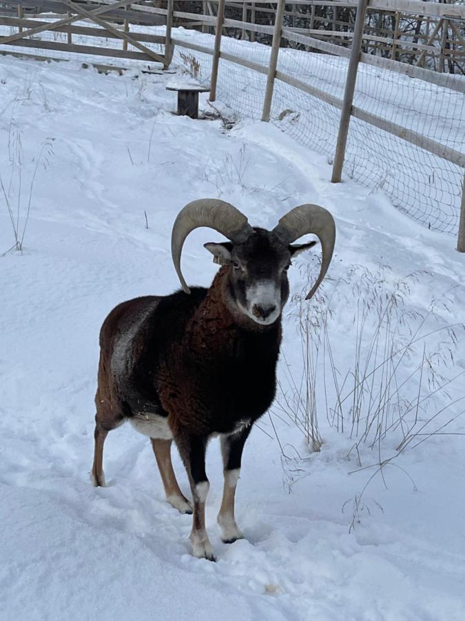 Koselig Dyregard I Tromso Hotel Bagian luar foto